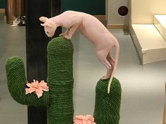 -飞行喵MR PILOT|猫舍·猫咖(静安大融城店)