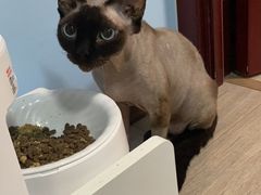 -美联众合爱康动物医院•复杂内科•肿瘤科•牙科•腔镜诊疗中心