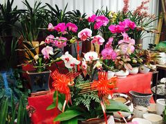 -龙大花卉苗木市场