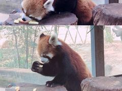 -云南野生动物园
