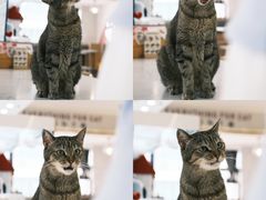 -喵园·猫主题咖啡厅·撸猫·猫咖(国贸店)