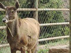 -青藏高原野生动物园