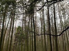 -上海共青森林公园