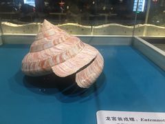 -青岛贝壳博物馆