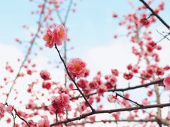 -望江楼公园