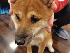 -豆柴町-柴犬主题狗咖(红鼎国际C座店)