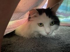 -米苏动物医院·犬猫专科·骨科外科内窥镜
