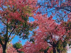 -东莞植物园