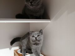 -东方名猫馆·英短金渐层布偶猫舍(环线广场1号楼店)