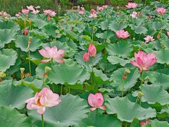 -莲花池公园