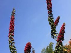 -东南花都花博园