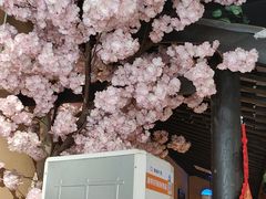 -小凤庭·地道湖北菜武昌鱼·藕汤(38年黄鹤楼店)
