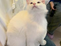-平行世界·猫咖(首经贸店)