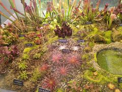 -中国科学院西双版纳热带植物园