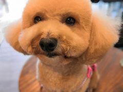 -PETKIT小佩宠物(古北店)