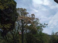 -青岛崂山太清宫