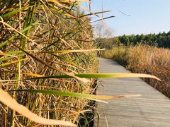 -溱湖国家湿地公园