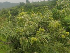 -蟠龙山长城景区