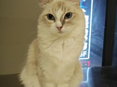 -怪兽屋·羊驼·猫咖·狗咖(俊华广场店)