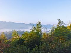 -雁南飞茶田景区