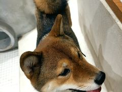 -柴务处·柴犬主题狗咖