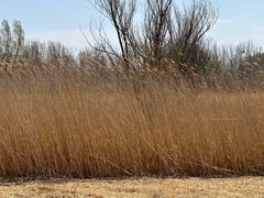 -野鸭湖国家湿地公园