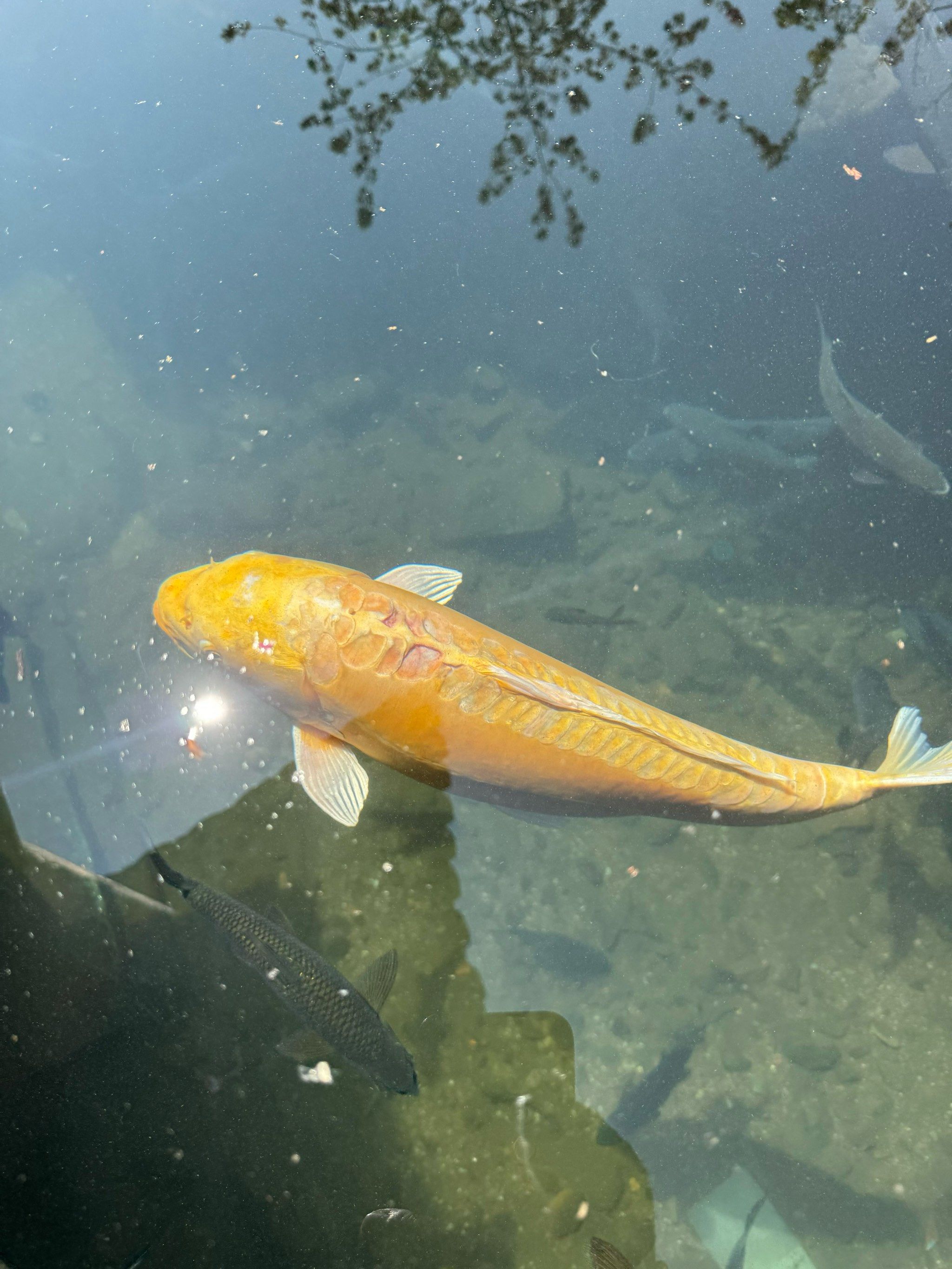 看见金色锦鲤必中签