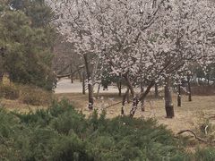 -元大都城垣遗址公园