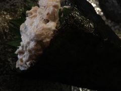 -千代武日本料理(哈西店)