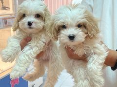 -翊宠yipet猫狗购宠庄园犬舍•猫舍