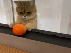 -Cappucimeow猫咪咖啡馆(韦伯时代店)