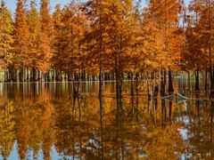 -白鹭湾湿地公园