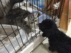-1013 PET SHOP 宠物商店(近铁城市广场店)