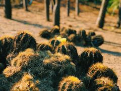 -东莞植物园