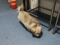 -北京赛佳动物医院