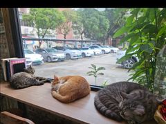 -豆逗聊愈猫阁Easy Life