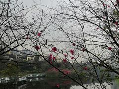 -重庆彩云湖湿地公园