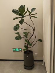-卡尔诗·科技美肤连锁