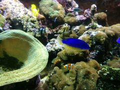 -凯莉-塔尔敦海洋生物水族馆