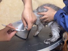 -佳雯宠物医院·皮肤科·内外科(春晓路分院)