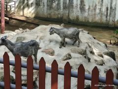 -深圳野生动物园