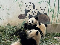 -中国大熊猫保护研究中心雅安碧峰峡基地