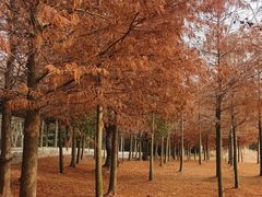 -上海海湾国家森林公园