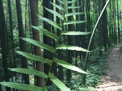 -漫山居私汤民宿全竹宴