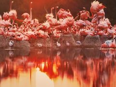 -罗红摄影艺术馆