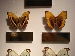 蝴蝶标本-上海昆虫博物馆