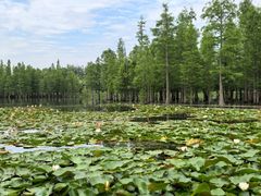 -白鹭湾湿地公园