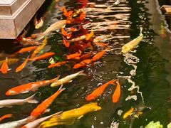 -龙悦湾酒家·八阵鱼生·渔人码头店