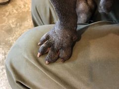 -more than meow吴止猫主题餐厅(承德 中船汇店)