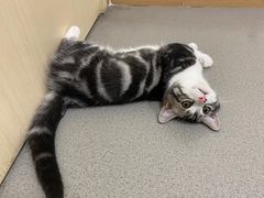 -lincat·猫舍(广州店)